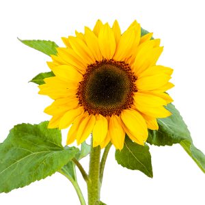 TOURNESOL